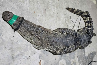 Người dân giao nộp cá sấu nặng 37kg cho đồn biên phòng ở Tây Ninh