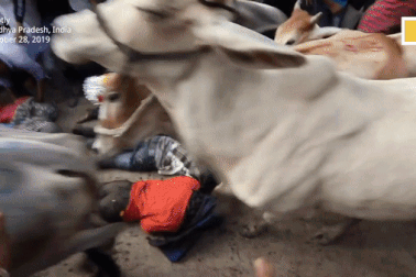 Nằm dài trên đất cho hàng chục con bò dẫm đạp để... cầu may