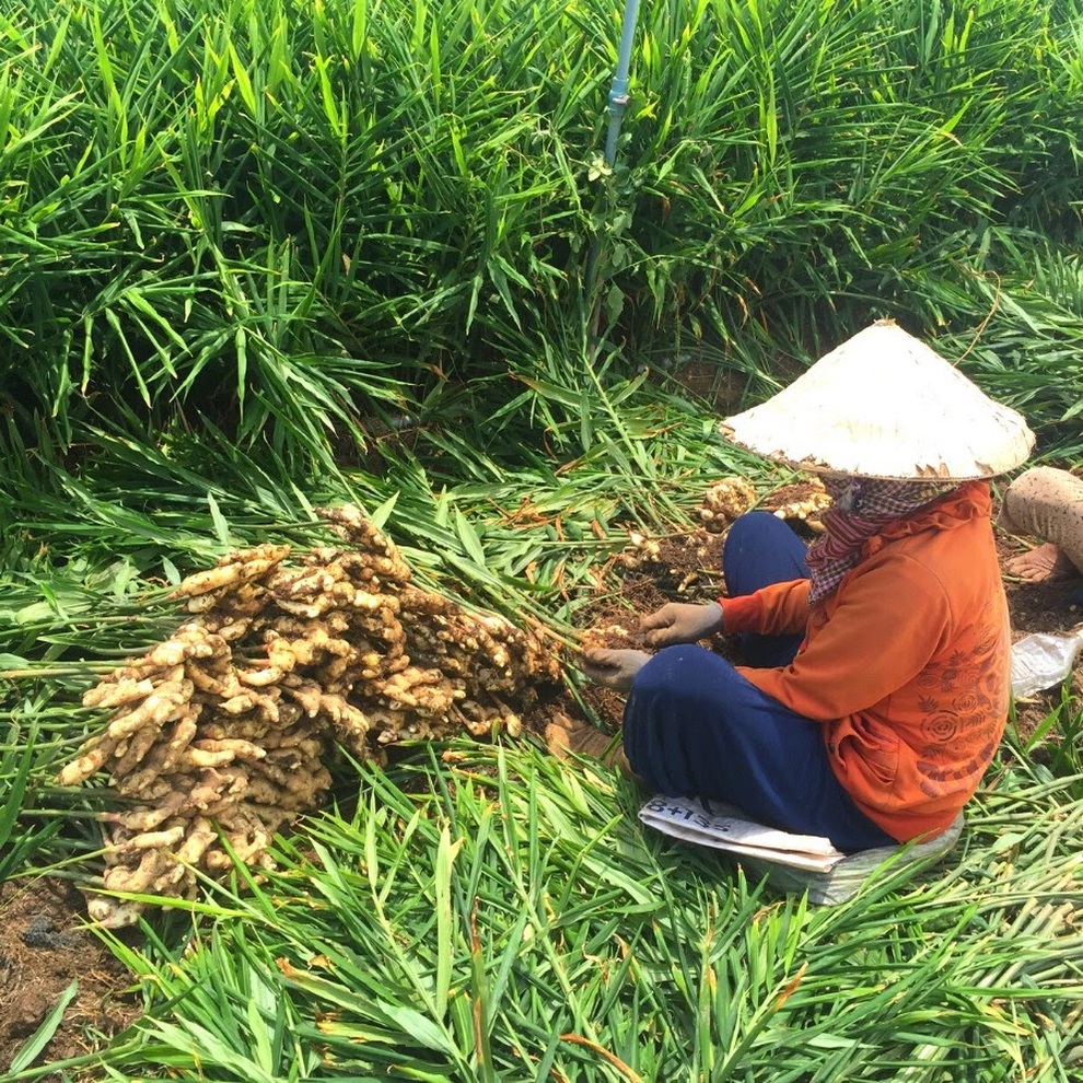 Đưa nông sản lên thương mại điện tử: Đầu ra trong mùa Covid-19 - 1 Đưa nông sản lên thương mại điện tử: Đầu ra trong mùa Covid-19 - 1
