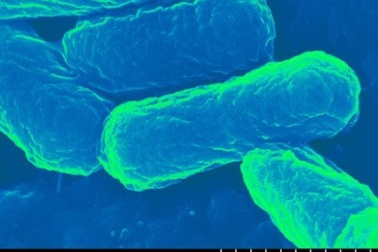 E.coli: Lý tưởng cho vắc-xin thế hệ tiếp theo?