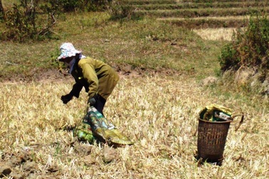 Người dân vùng sâu Đắk Lắk tăng thu nhập từ nghề... nhặt phân bò