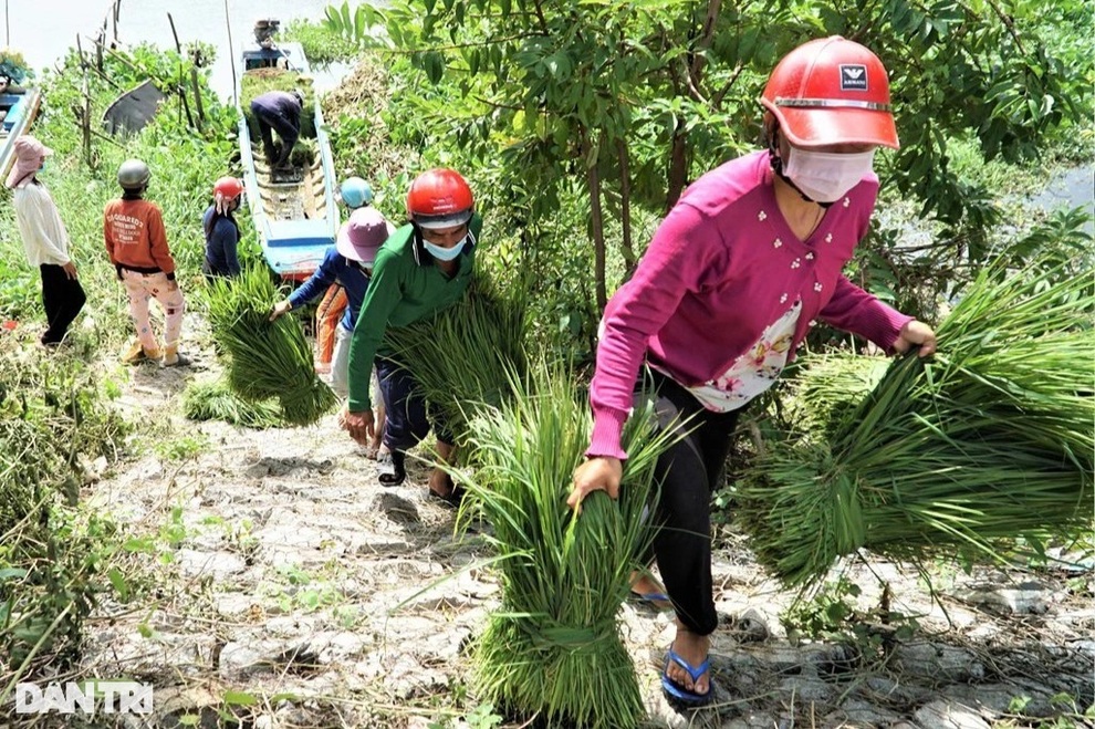 Nghề độc, lạ ở miền Tây, chỉ buôn bán mỗi cỏ dại mà đắt như tôm tươi - 7 Nghề độc, lạ ở miền Tây, chỉ buôn bán mỗi cỏ dại mà đắt như tôm tươi - 7