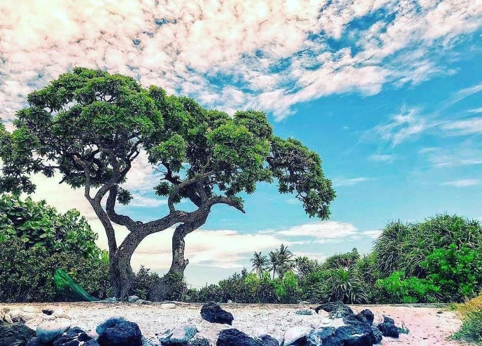 Cây phong ba “cô đơn” nổi tiếng ở đảo Lý Sơn bị quật gãy sau cơn bão - 1 Cây phong ba “cô đơn” nổi tiếng ở đảo Lý Sơn bị quật gãy sau cơn bão - 1