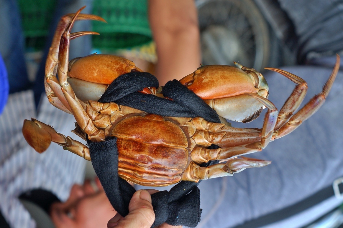 Pasar lelongan ketam yang unik di Barat - 5 Độc lạ chợ đấu giá cua ở miền Tây - 5