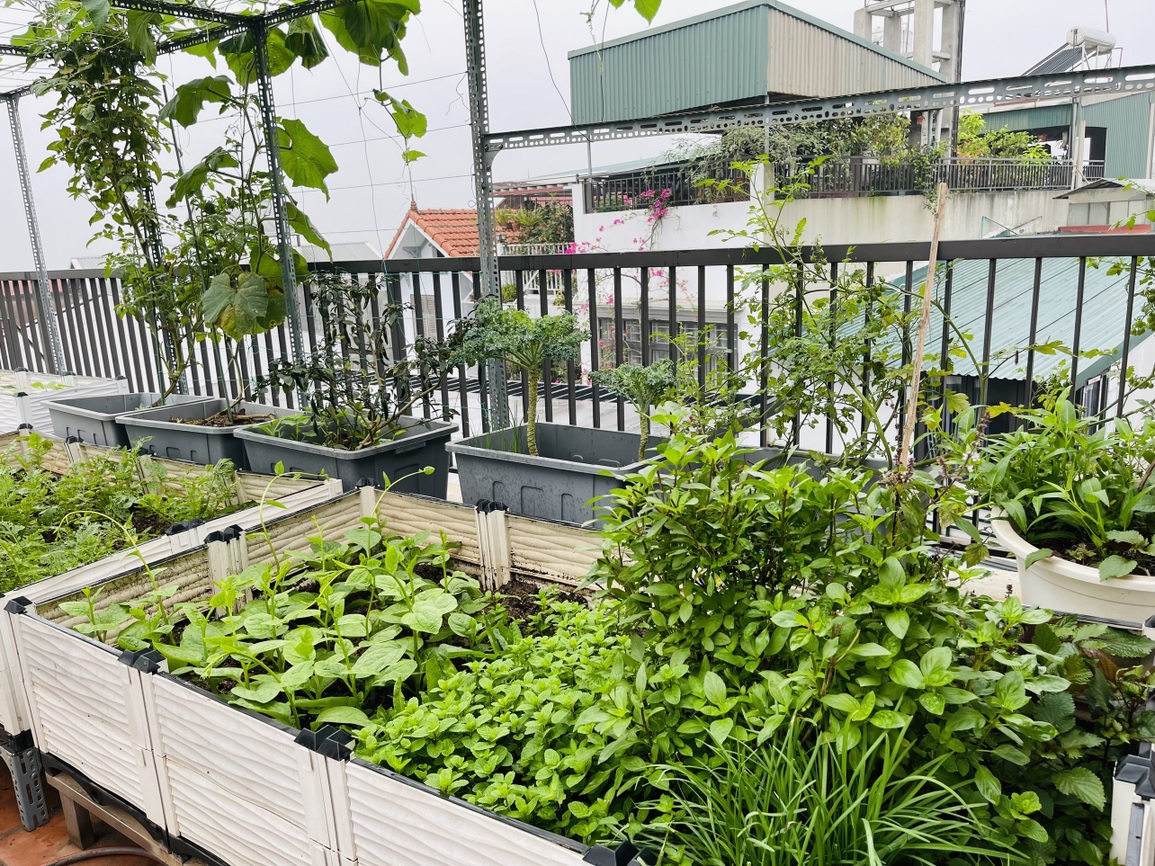 Cặp vợ chồng chi 50 triệu đồng, bê 2 tấn đất, làm vườn sân thượng ở Hà Nội - 9 Cặp vợ chồng chi 50 triệu đồng, bê 2 tấn đất, làm vườn sân thượng ở Hà Nội - 9