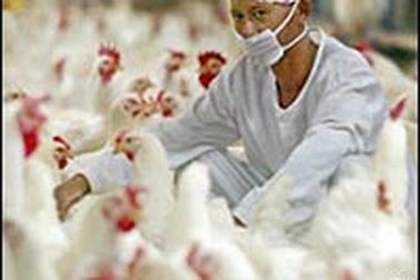 WHO cảnh báo nguy cơ đại dịch toàn cầu