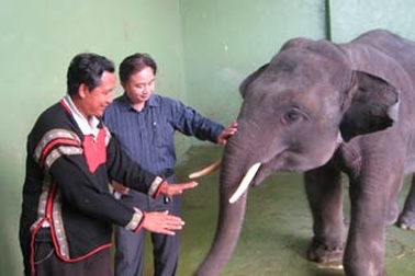 Con trai “vua voi” chữa bệnh cho chú voi của Liên đoàn Xiếc VN