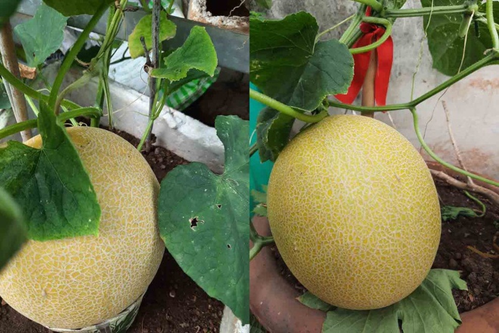 Khu vườn trên cao xanh tốt, vui tuổi già của những người phụ nữ Việt U70 - 4 Khu vườn trên cao xanh tốt, vui tuổi già của những người phụ nữ Việt U70 - 4