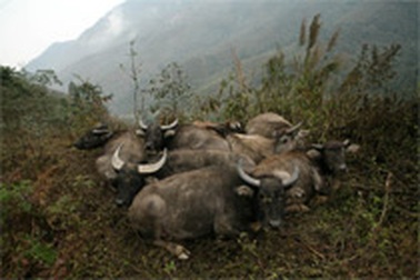 Thiệt hại về đàn gia súc lớn nhất trong lịch sử