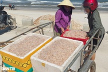 Trúng đậm ruốc biển, ngư dân vùng bãi ngang thu 3 triệu mỗi ngày