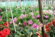 Giá hoa giảm, sức mua yếu, làng hoa Hội An "thấp thỏm" chờ Tết