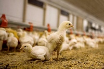 Hà Lan: Phát hiện chủng cúm nguy hiểm