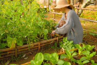 Vợ chồng trẻ "bỏ phố về quê": Qua ngày "vỡ mộng" mới thu được thành quả