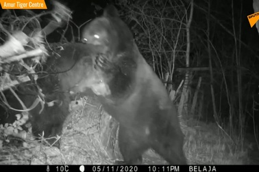 Khoảnh khắc gấu “khủng” đại chiến phá bay hàng rào dây thép gai