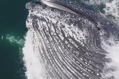 Khoảnh khắc cá voi lưng gù há to miệng để thưởng thức bữa ăn