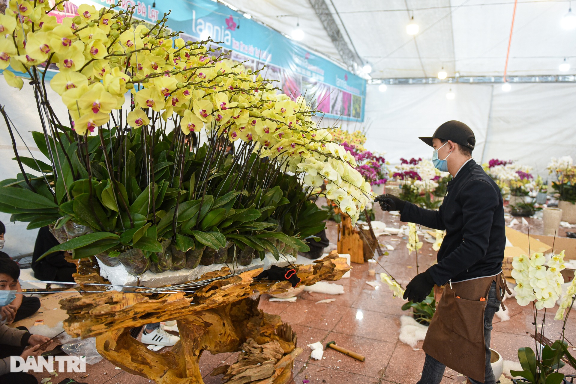 Chậu lan hồ điệp khổng lồ chào bán gần một tỷ đồng ở Hà Nội - 10 Chậu lan hồ điệp khổng lồ chào bán gần một tỷ đồng ở Hà Nội - 10