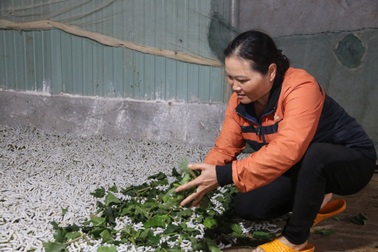 "Ăn cơm đứng" giúp người dân thoát diện hộ nghèo, kiếm tiền triệu mỗi ngày