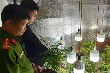 Lắp đặt hệ thống phun sương trong phòng ngủ để trồng cần sa