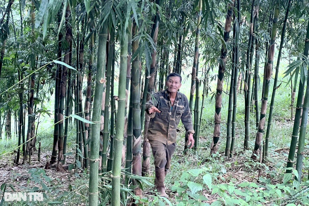 Trồng thứ cây trăm đốt, lão nông cao nguyên hốt bạc tỷ mỗi tháng - 3 Trồng thứ cây trăm đốt, lão nông cao nguyên hốt bạc tỷ mỗi tháng - 3