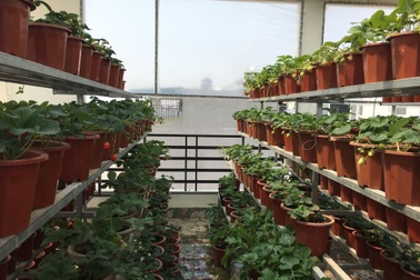 Mẹ đảm ở Vĩnh Phúc vác đất lên sân thượng, sau 2 năm có vườn dâu sai trĩu