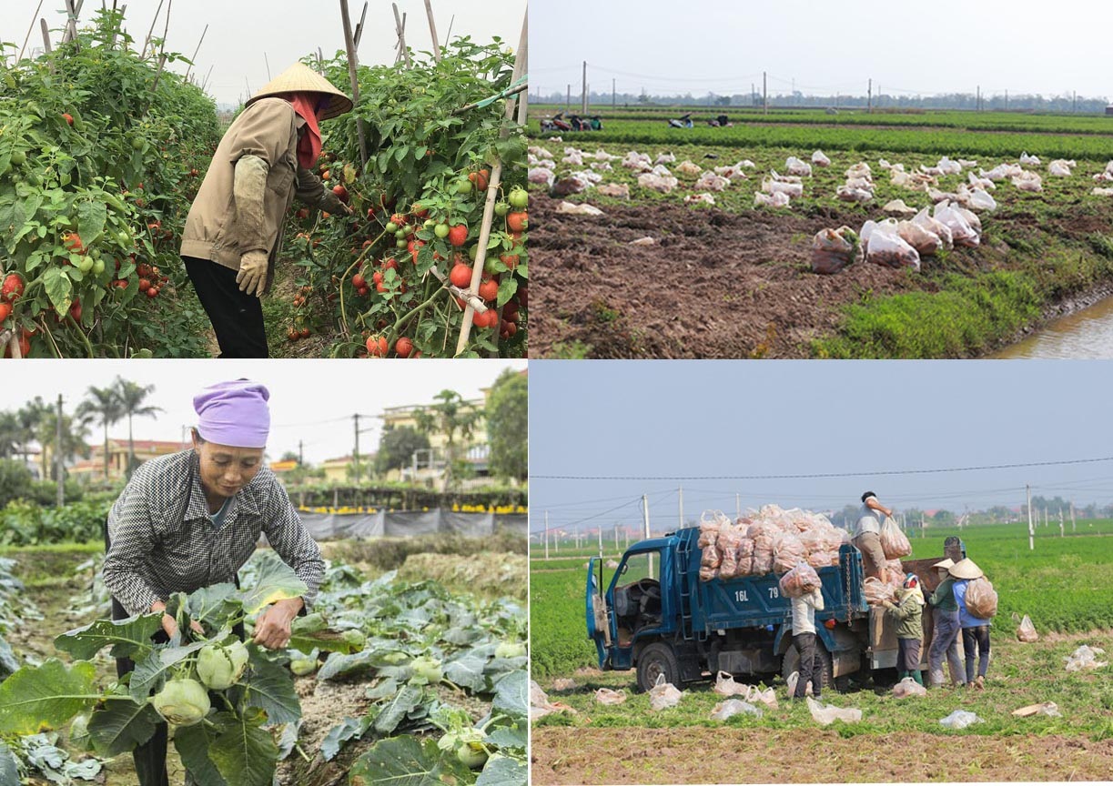 Luồng xanh cho nông sản và góc nhìn tiêu dùng ở thị trường 100 triệu dân - 2 Luồng xanh cho nông sản và góc nhìn tiêu dùng ở thị trường 100 triệu dân - 2