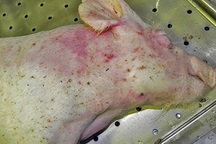 Ăn phải thịt lợn nhiễm dịch tả châu Phi có sao?