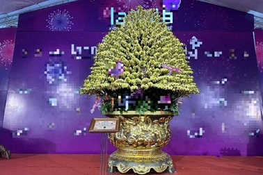 Tiết lộ bất ngờ của chủ nhân chậu lan Tết dát vàng giá 3,8 tỷ đồng
