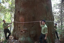 Ươm giống thành công loài sa mu dầu quý hiếm ở Pù Hoạt