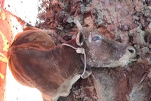 Thực hư chuyện một xã có gần 400 con trâu bò chết rét