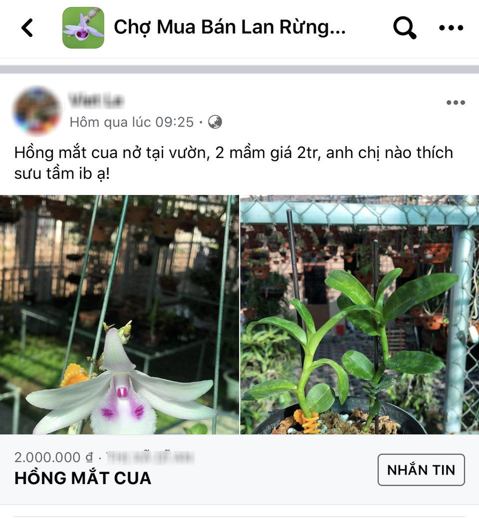 Vén màn giao dịch lan đột biến tiền tỷ trên chợ mạng - 2 Vén màn giao dịch lan đột biến tiền tỷ trên chợ mạng - 2