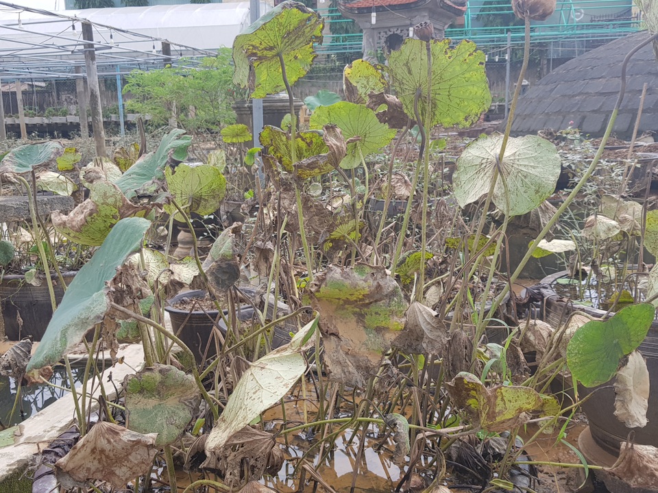 Quảng Trị: Người trồng hoa trắng tay sau mưa lũ! - 11 Quảng Trị: Người trồng hoa trắng tay sau mưa lũ! - 11