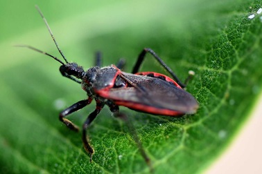 Những điều cần biết bọ xít hút máu