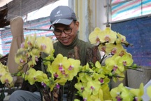 Đếm cành thu tiền, thợ cắm hoa lan kiếm 5-7 triệu đồng mỗi ngày