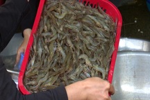 Tôm đất xuất hiện dày đặc sau lũ, người dân kiếm hơn nửa triệu đồng mỗi đêm