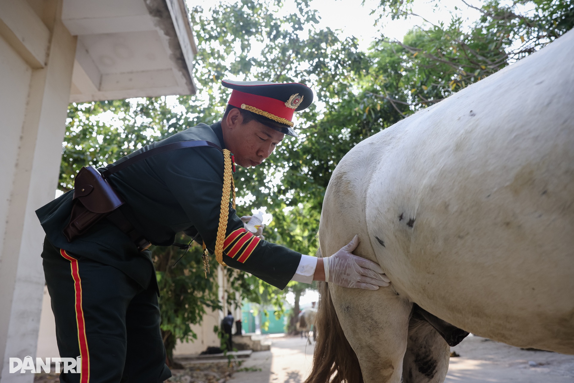 Kỵ binh ngày đêm khổ luyện cho dịp kỷ niệm Ngày Thống nhất đất nước 30/4 - 11 Kỵ binh ngày đêm khổ luyện cho dịp kỷ niệm Ngày Thống nhất đất nước 30/4 - 11