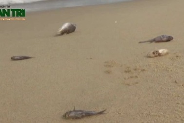 Ngư dân và tiểu thương điêu đứng vì các biển chết hàng loạt