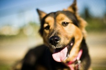 Chó có thể ngửi và nghe được bao xa?