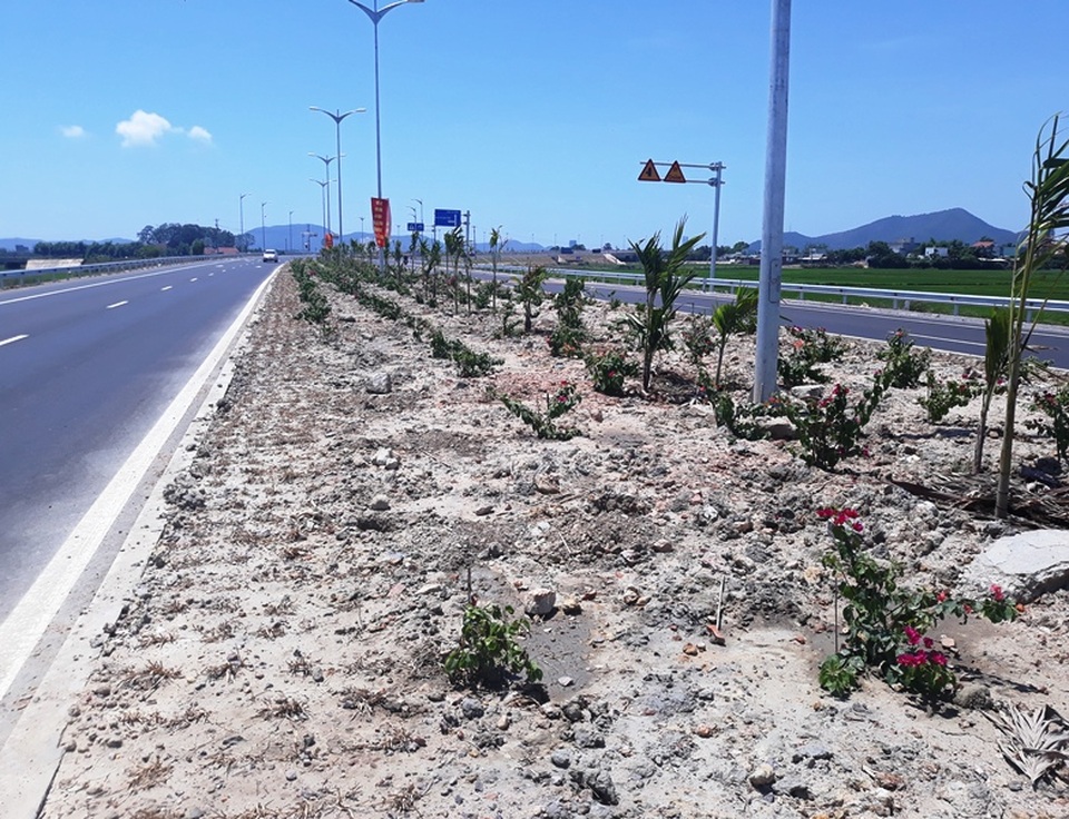 Hàng nghìn gốc hoa giấy trên quốc lộ 4.400 tỷ bị nhổ trộm - 2 Hàng nghìn gốc hoa giấy trên quốc lộ 4.400 tỷ bị nhổ trộm - 2