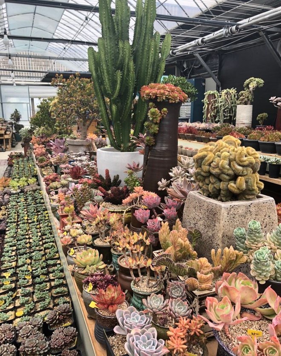 Bán nhà thành phố, vợ chồng về quê biến đất hoang thành vườn ngập hoa lá - 4 Bán nhà thành phố, vợ chồng về quê biến đất hoang thành vườn ngập hoa lá - 4