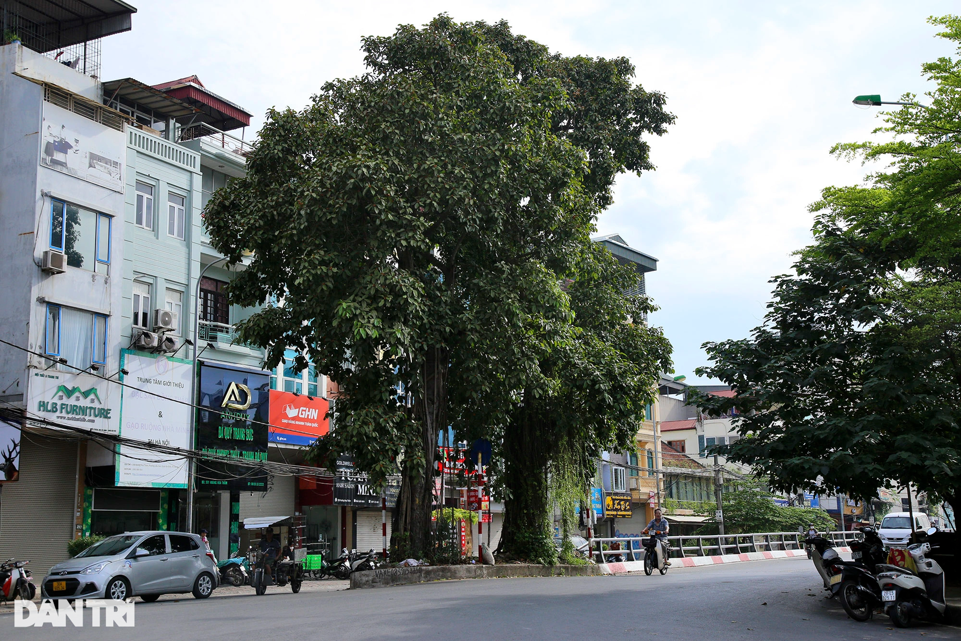 Những cây đại thụ án ngữ giữa đường lớn ở Hà Nội vẫn sống khỏe - 4 Những cây đại thụ án ngữ giữa đường lớn ở Hà Nội vẫn sống khỏe - 4