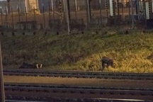 Trò “mèo vờn chuột” trong hành trình liều lĩnh của di dân vượt biên vào Anh