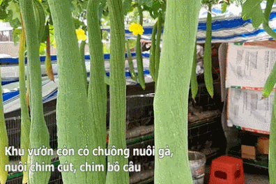 Hoa trái xum xuê, gà vịt đẻ trứng trên nông trại sân thượng nhà ở Sài Gòn