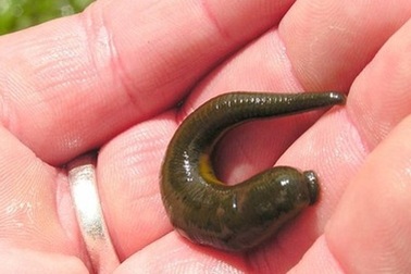 Đỉa chui vào mũi khi nghỉ ở resort