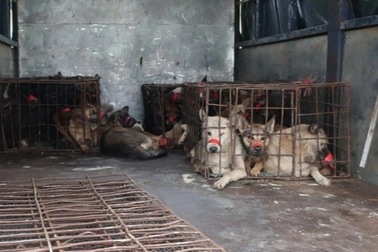 27 chú chó bị bắt trộm được "giải phóng", trở về với chủ