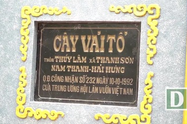 Bí ẩn cây vải tổ 200 năm được xác lập kỷ lục lâu đời nhất Việt Nam