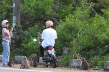 Khỉ Sơn Trà kéo nhau ào xuống đường giành giật thức ăn