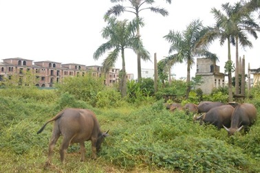 Đô thị bỏ hoang, nhà quản lý ở đâu?
