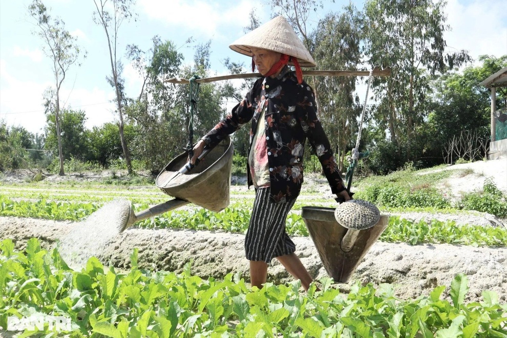 Giá rau tăng gấp 2-3 lần, nông dân chật vật trồng lại vườn sau mưa lũ - 4 Giá rau tăng gấp 2-3 lần, nông dân chật vật trồng lại vườn sau mưa lũ - 4