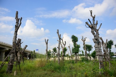 Hà Nội: Xà cừ chết khô ở điểm tập kết sau khi đánh chuyển