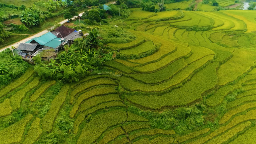 Lễ hội Giã cốm của người Tày - nét đặc sắc văn hóa nơi vùng cao Côn Lôn - 1 Lễ hội Giã cốm của người Tày - nét đặc sắc văn hóa nơi vùng cao Côn Lôn - 1